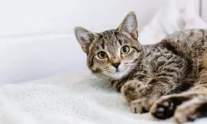 A tabby kitten with bright eyes looks up, ready for its fip vaccine.