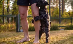 A black dog playfully humps a person's leg. This behavior, why do dogs hump, can be due to excitement, play, or attention-seeking.