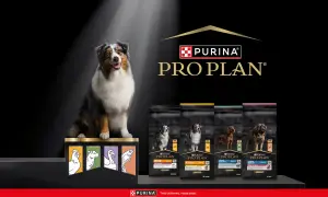 Purina dla psa: Od Pro Plan po Darling czy warto? Ekspert radzi