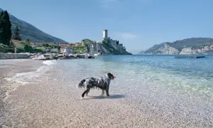 Deutschland mit Hund: Top Attraktionen & unvergessliche Erlebnisse