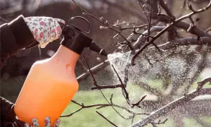 Rękawiczka w kwiaty trzyma opryskiwacz, z którego leci mgiełka. Oprysk olejem parafinowym chroni drzewa przed szkodnikami.