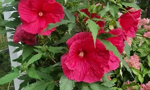 Piękny, rozłożysty hibiskus krzew z wieloma dużymi, karminowymi kwiatami i zielonymi liśćmi.
