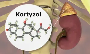 Struktura chemiczna kortyzolu, jednego z głównych hormonów stresu, produkowanego przez nadnercza.
