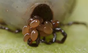 Makro zbliżenie na gniazdo kleszczy, skupisko małych, owalnych jaj, z których wkrótce wyklują się młode.