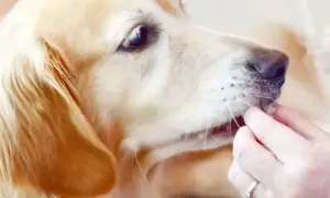 Złoty retriever delikatnie przyjmuje przysmak z ręki, zastanawiając się, czy pies może jeść rzodkiewkę.