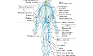 Diagramma del sistema nervoso umano, con particolare attenzione ai nervi degli arti inferiori, utili per comprendere i sintomi della nevrite.