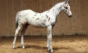 Młody koń rasy appaloosa w białej sierści w brązowe cętki, stoi na piaskowej ujeżdżalni.