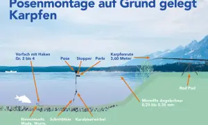 Illustration zeigt eine Posenmontage zum Grundangeln auf Karpfen. Die Montage beinhaltet Pose, Stopper, Perle, Schrotbleie und Köder wie Bienenmade.