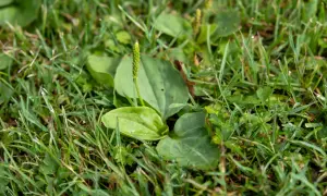 Eine detaillierte unkraut liste mit bildern zeigt einen Spitzwegerich im Gras.