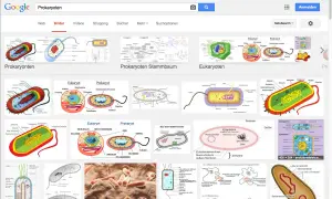 Bilder von **prokaryotischen Zellen** mit ihren Bestandteilen wie Zellwand, Zellmembran und genetischem Material. Vergleiche mit eukaryotischen Zellen.