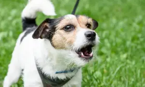 Ein kleiner, aufgeregter Hund bellt laut beim Spielen im grünen Gras.