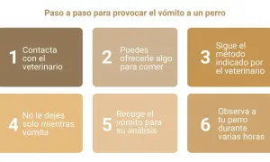 Guía paso a paso: cómo hacer vomitar a un perro. Contacta al veterinario, ofrécele algo de comer, sigue sus indicaciones, no lo dejes solo, recoge el vómito y obsérvalo.