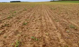 Pole z młodymi roślinami, przygotowane pod uprawę. Widać ślady po orce i resztki pożniwne. To pole czeka na metazachlor, by chronić je przed chwastami.