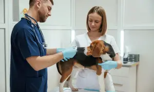 Pierwsza wizyta u weterynarza z psem. Weterynarz z asystentką badają beagle, który stoi na stole.