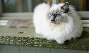 Puszysty kot rasy Ragdoll z niebieskimi oczami siedzi na parapecie. Zastanawiasz się, ile kosztuje Ragdoll?
