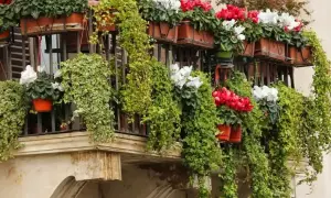 Balkon pełen zieleni i kwiatów. Wiszące pnącza oplatają balustradę, a w doniczkach kwitną czerwone i białe **komarzyce z pelargoniami**.