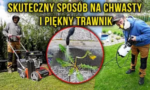 Jak pozbyć się chwastów jak trawa z trawnika? Skuteczny poradnik