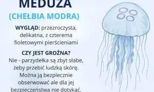 Co żyje w Bałtyku? Odkryj niezwykłe gatunki i ich zagrożenia