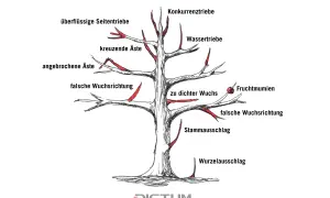 Illustration zeigt, wie man einen Walnussbaum schneiden muss. Markiert sind überflüssige Triebe, falsche Wuchsrichtung und mehr.