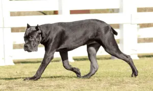 Czarny pies rasy Cane Corso, znany ze swojego zrównoważonego usposobienia, spaceruje po trawie.