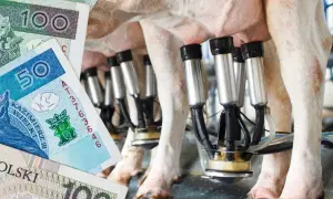 Po ile mleko w skupie? Sprawdź aktualne ceny i trendy w Polsce
