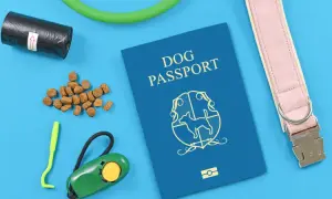 Paszport dla psa: Wygląd, zawartość i jak go uzyskać