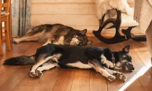Zwei Hunde dösen friedlich auf dem Holzboden. Sie scheinen es zu genießen, hier **alleine bleiben** zu können, ohne gestört zu werden.
