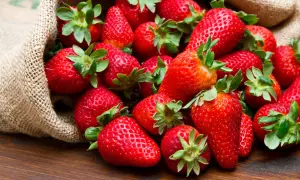 Un saco de arpillera desbordante de jugosas fresas rojas, anunciando la época de fresas.