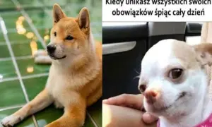 Najlepsze memy z uśmiechniętymi psami, które poprawią ci humor