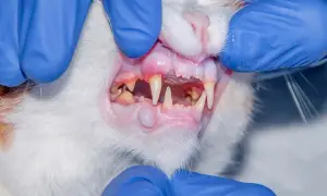 Veterinarian examines a cat's mouth, revealing a swollen area on the gums, a potential sign of cat mouth cancer.