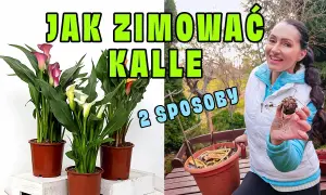 Kiedy wykopać kalie na zimę? Sprawdź idealny termin i sposób