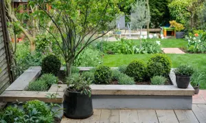 A lush garden with a raised planter featuring rounded boxwood shrubs and lavender, perfect for creating outdoor plants safe for dogs.