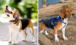 Zwei Beagles: Einer mit rotem Halsband, der andere mit blauem Geschirr, bereit für den Spaziergang.