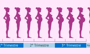 Siluetas moradas muestran la evolución del embarazo, desde el primer mes hasta el nacimiento.