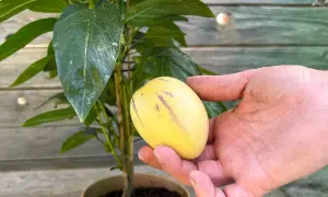 Eine Hand hält eine reife Melonenbirne 'Sugar Gold' neben der Pflanze.