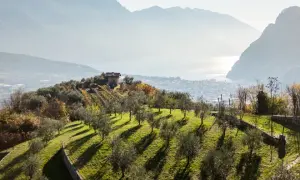 Colline con ulivi e vigneti in vista del Lago di Garda, un paesaggio che evoca l'olivenernte gardasee.
