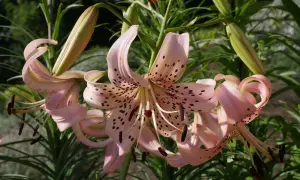 Zarte rosa Lilien mit dunklen Sprenkeln entfalten sich im Sonnenlicht. Die Blütenblätter krümmen sich elegant, während grüne Knospen auf weitere Pracht warten. Ein wunderschöner Anblick von Lilien Pflanzen.