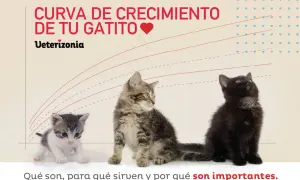 Tres gatitos de diferentes tamaños, uno blanco y gris, uno atigrado y uno negro, junto a una curva de crecimiento. El gatito de 2 meses tamaño es el más pequeño.