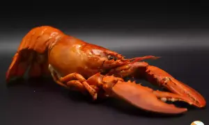Homard cuit, prêt à être dégusté. Le temps décongélation est terminé pour ce crustacé savoureux.