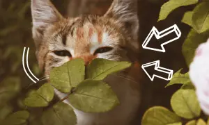 Kot ukryty za liśćmi pietruszki, z białymi strzałkami.