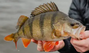Ein Angler hält einen gestreiften Barsch. Barsche fressen kleine Fische und Krebstiere.