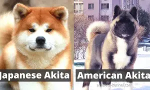 Akita Japońska vs Amerykańska: Kluczowe różnice w wyglądzie