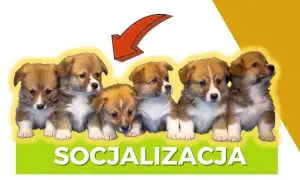 Jak socjalizować szczeniaka, by uniknąć problemów w przyszłości?