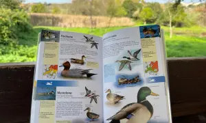 Fischione e Germano reale, due specie di anatre descritte in un libro aperto, con uno sfondo sfocato del **lago di Polverina**.