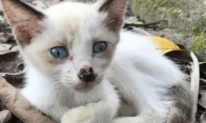 Smutny kotek z niebieskimi oczami, z czarną plamką na nosie, może mieć **koci tyfus objawy**.