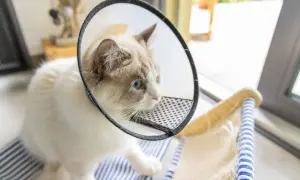 Gato de 2 meses con collar isabelino, ojos azules y pelaje blanco y gris.