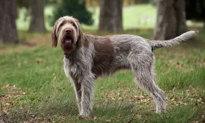 Pies rasy spinone italiano, jeden z włoskich ras psów, z charakterystyczną szorstką sierścią, stoi na trawie wśród drzew.