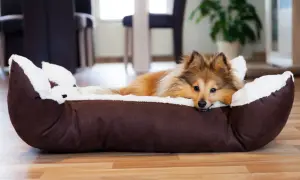 Ein Sheltie-Hund liegt entspannt in seinem Körbchen. Geduld und Training helfen, dem Hund Ruhe beizubringen.