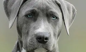 Primer plano de un perro de raza grande con ojos azules penetrantes. Una imagen que evoca la pregunta: cuanto cuesta la eutanasia de un perro.