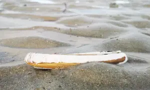 Un couteau de mer repose sur le sable mouillé, sa coquille blanche et brune contrastant avec les ondulations du sable.
